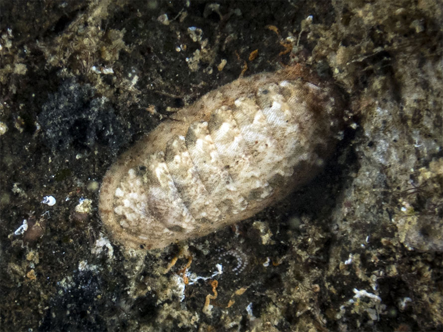 Stenoplax sp. A